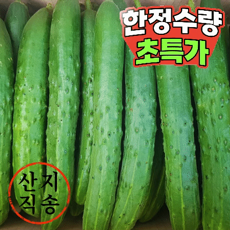 ★초특가★ 청오이 10kg (상,국내산)BOX 청 오이