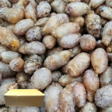 국내산 오만둥이 10kg (냉동) 주름미더덕 오만디 만득이