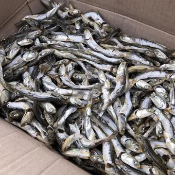 국산 햇 다시멸치 1.5kg (여름 조업,남해,통영,국물 육수용 대 멸치)