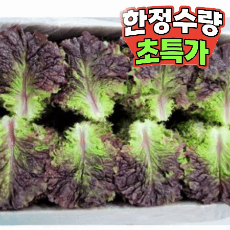 꽃상추 4kg (상,국내산)BOX 꽃 상추