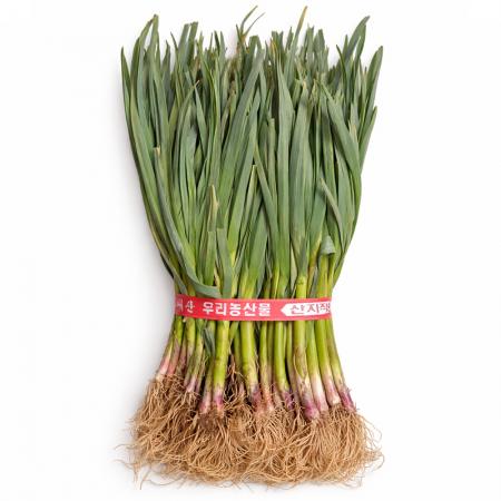 풋마늘 1단 (1.5kg내외,국내산)