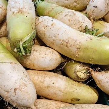 흙 무 13kg 13-17수 1BOX 국내산 무우