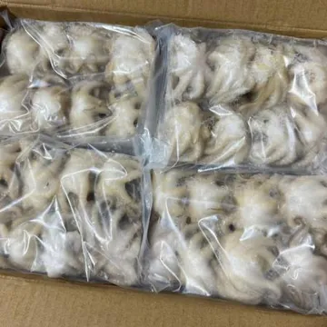 냉동 쭈꾸미 2.16kg 8미 (180g*12팩) 주꾸미