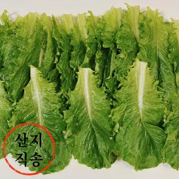 청로메인 2kg (국내산) BOX 로메인 청