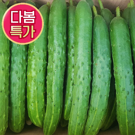 ★초특가★ 청오이 10kg (특,국내산)BOX 청 오이