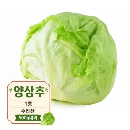 양상추 1통 (수입산,500g내외)