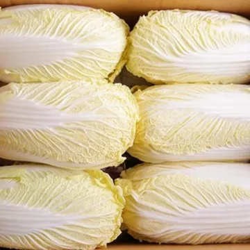 알배기 쌈배추 6kg (상,국내산)BOX