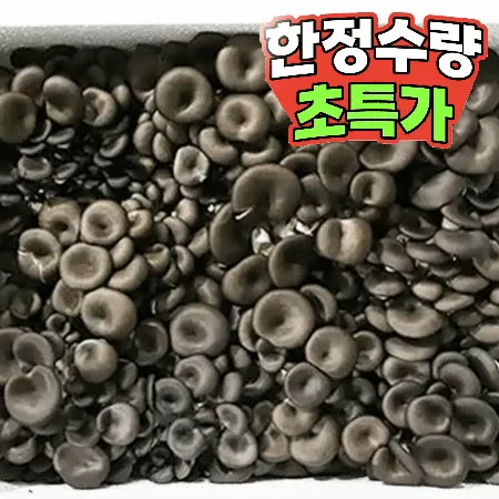 꽃 느타리버섯 2kg (국내산) BOX  느타리 버섯