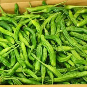 꽈리고추 4kg (상,국내산) BOX