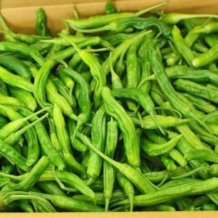 꽈리고추 4kg (상,국내산) BOX