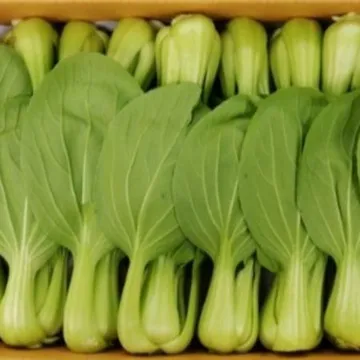 청경채 4kg (특,국내산)BOX