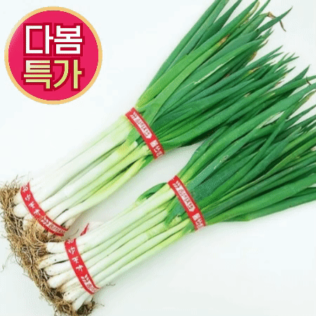 ★3월 첫구매★ 흙 대파 1단 (국내산) 흙대파