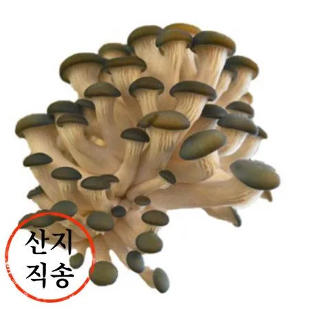 느타리버섯 1팩 (200g,국내산)