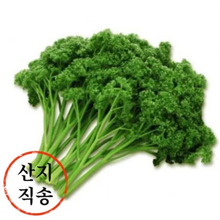 파슬리 1kg (생,특수야채) 이미지