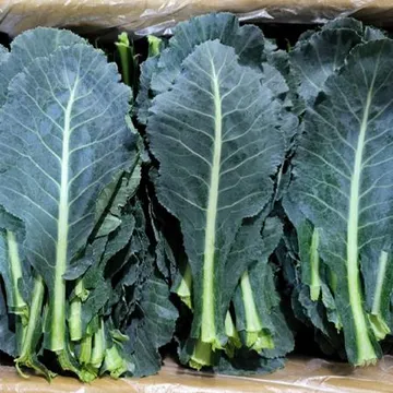 케일 2kg (상,국내산) BOX 쌈채소 야채