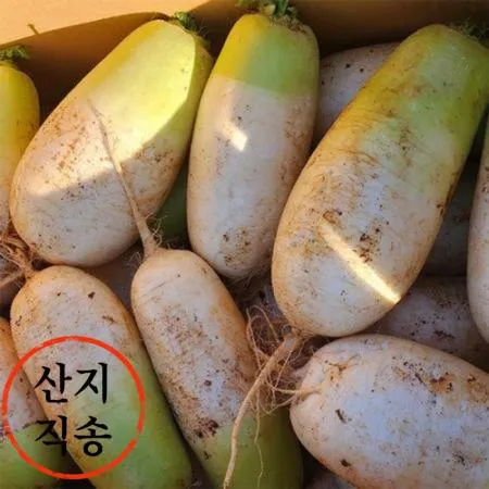 ★초특가★ 흙 무 18kg 8~13수 1BOX (특,국내산) 무우