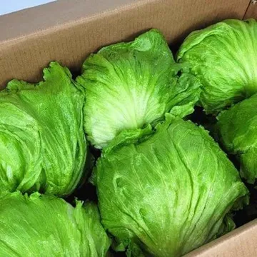 양상추 12수 (국내산)BOX