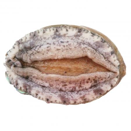 전복(생물_16마리/kg KG)/국내산