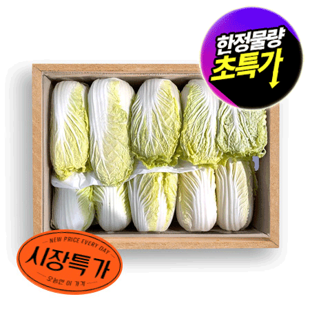 ★매일시장특가★ 알배기배추 8KG 실속 12입 알배기
