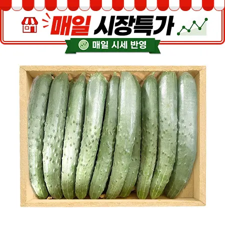 ★매일시장특가★ 취청오이(국내산, 상, 50입/BOX) 취청오이