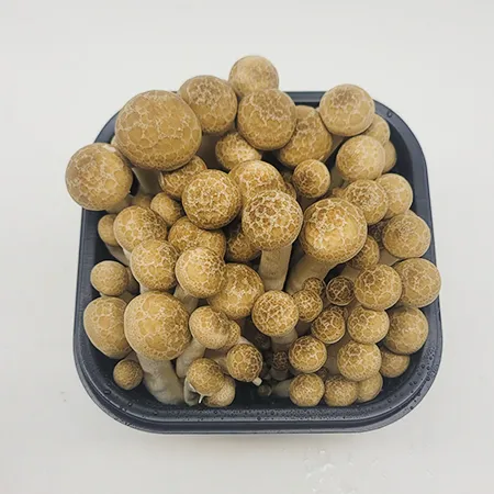 ★매일시장특가★ 프레시원 만가닥버섯 갈색 150g 백만송이 버섯 만가닥 이미지