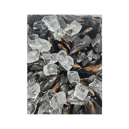 남선푸드 홍합(FO용 생물_손질 3Kg/BOX)