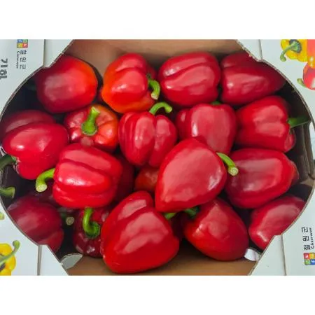 빨강파프리카(상 한국청과 106번 5Kg/BOX)