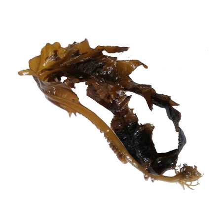 물미역(프레시_미선별 KG)