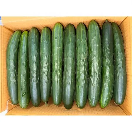 취청오이(특 강서청과 176번 10Kg/BOX)