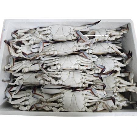 ★초특가★ 통꽃게(숫꽃게_300g내외/마리_30미내외 10Kg/BOX)