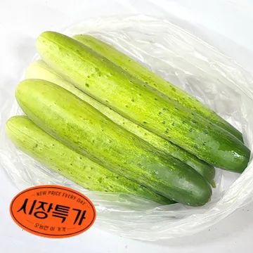 ★매일시장특가★ 다다기오이/5입/국산/백오이 오이 초특가 채소 야채 국내산 오이 다다기