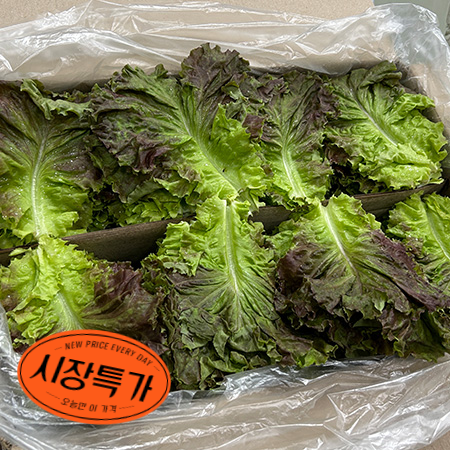 ★매일시장특가★ 적상추(특 4Kg/BOX) 초특가 채소 야채