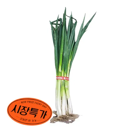 ★매일시장특가★ 흙대파 1단 국산 국내산 대파