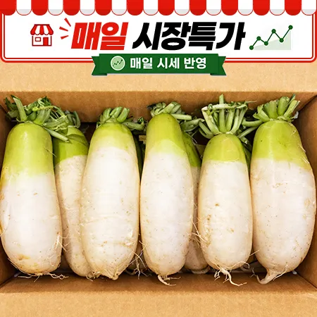 ★매일시장특가★ 무우(10~12수내외 18Kg/BOX)
