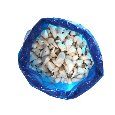 총알새송이버섯(실속 2Kg/BOX)