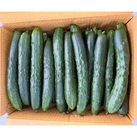 취청오이(상 강서청과 176번 10Kg/BOX)