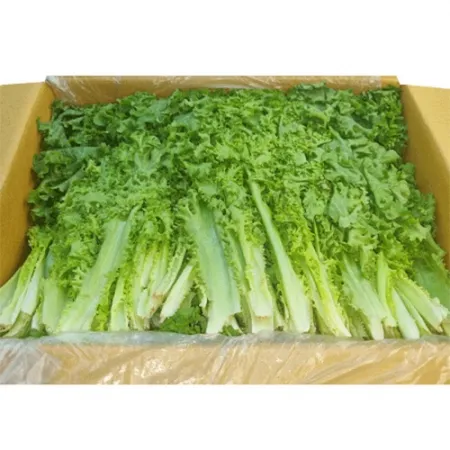 치커리(계약재배 2Kg/BOX)/국내산