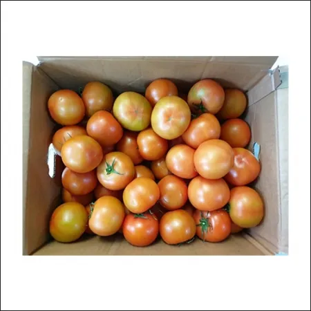 토마토(완숙_15~20과 5Kg/BOX)/국내산