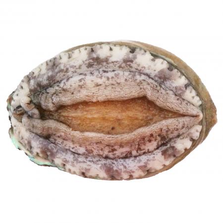 전복(생물_18마리/kg KG)/국내산