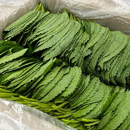 ★매일시장특가★ 깻잎(찹찹이 특 1KG/BOX) 초특가 채소 야채 이미지