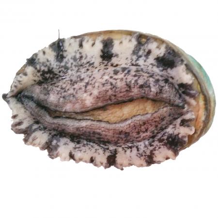 전복(생물_11마리/kg KG)/국내산