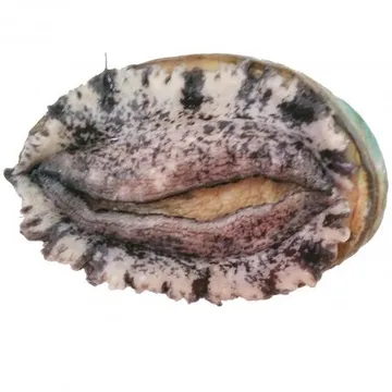 전복(생물_11마리/kg KG)/국내산