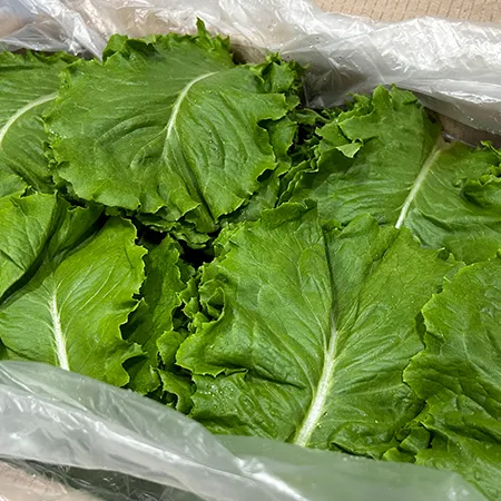 ★매일시장특가★ 청상추(국내산 상 4Kg/BOX) 상추 초특가 채소 야채 이미지