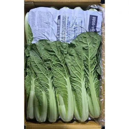 얼갈이배추(상 한국청과 179번 4Kg/BOX)