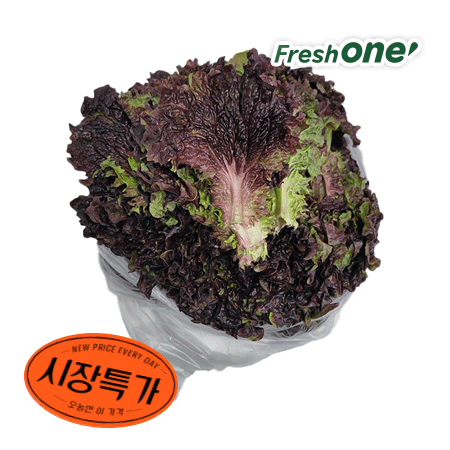 ★매일시장특가★ 적상추(상 500g/EA) 상 상추 초특가 채소 야채