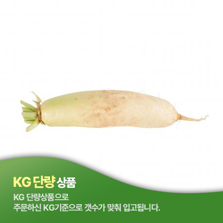 무우(상품 KG/KG출고)/국내산 [원산지: 상세설명참조]