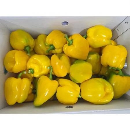 노랑파프리카(상 한국청과 106번 5Kg/BOX)