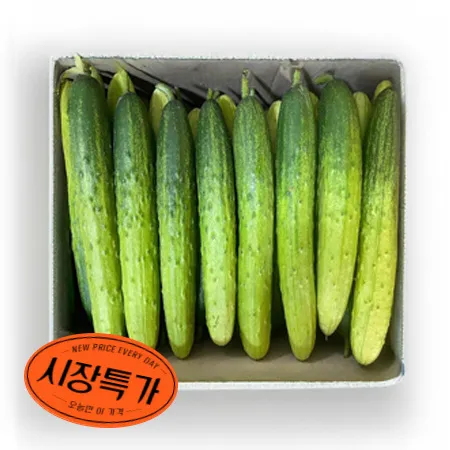 ★매일시장특가★ 다다기오이(상 50입/BOX) 백오이 오이 초특가 채소 야채 국내산 오이 다다기