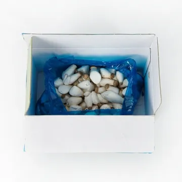 총알새송이버섯(상품 2Kg/EA)