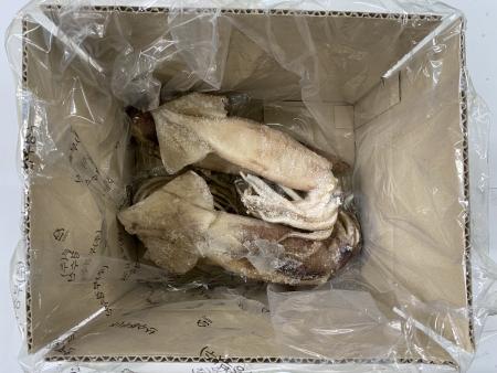 오징어(원물 KG)